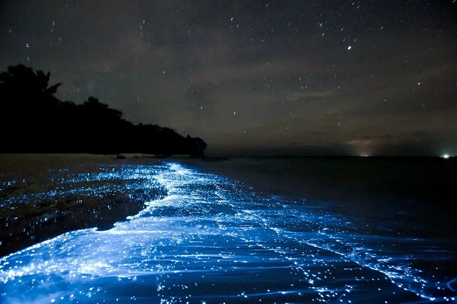 Glowing Plankton at Night
