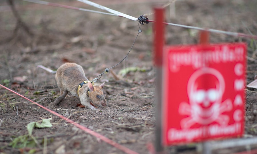 HeroRATs Detecting Landmines