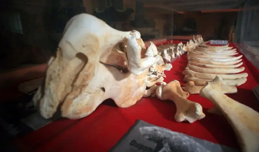 Historical Exhibitions inside the coi nguon museum