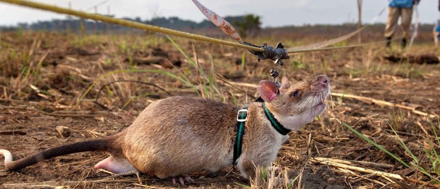 Learn About Landmine Detection Up Close