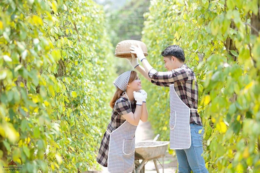 Learn the Pepper Harvesting Process