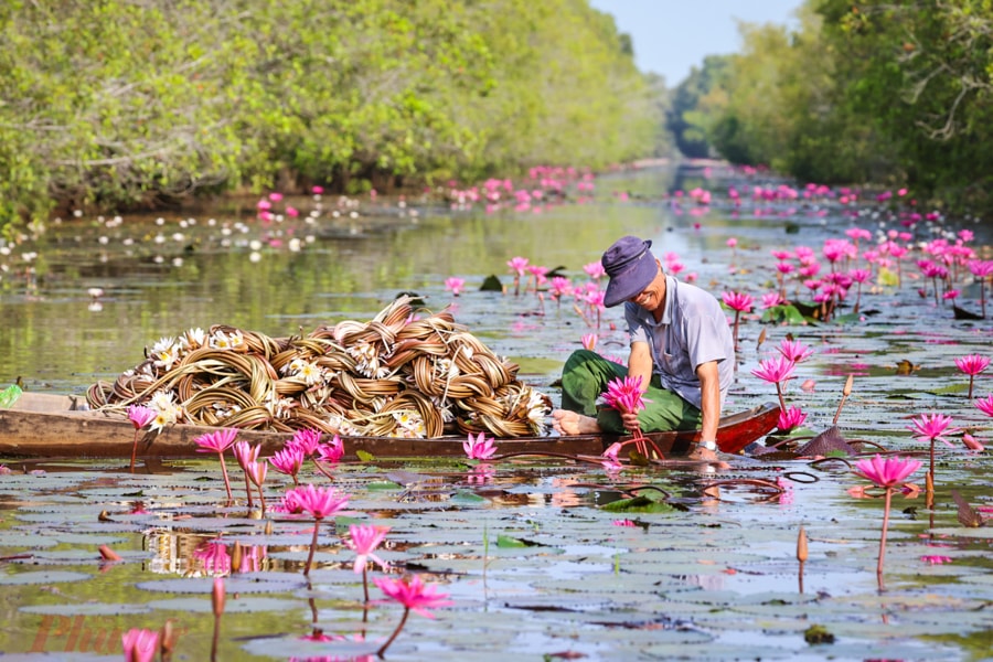 Lotus And Wild Rice Fields