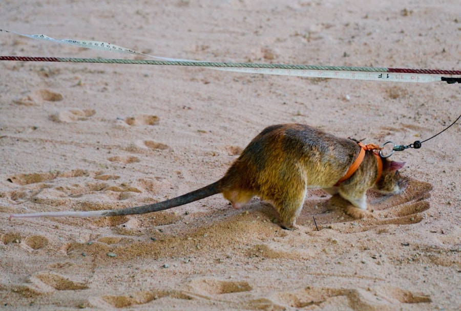 Observe The HeroRATs In Action