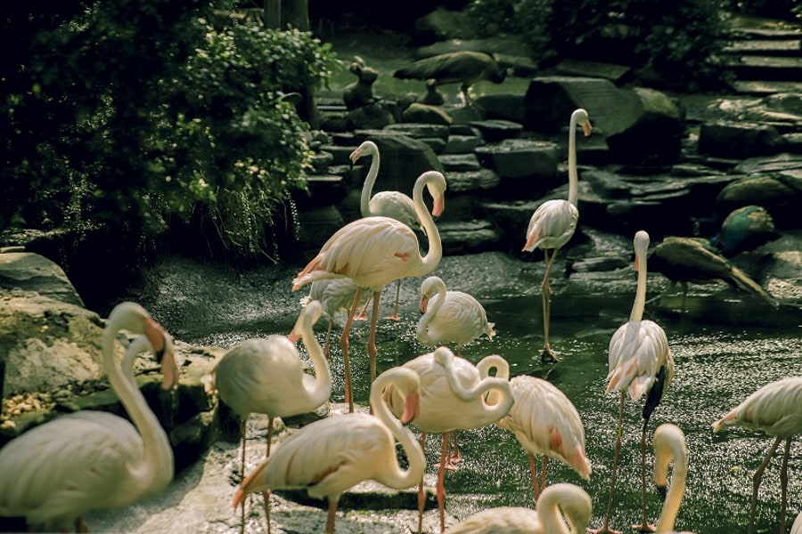 Observe Wildlife Up Close