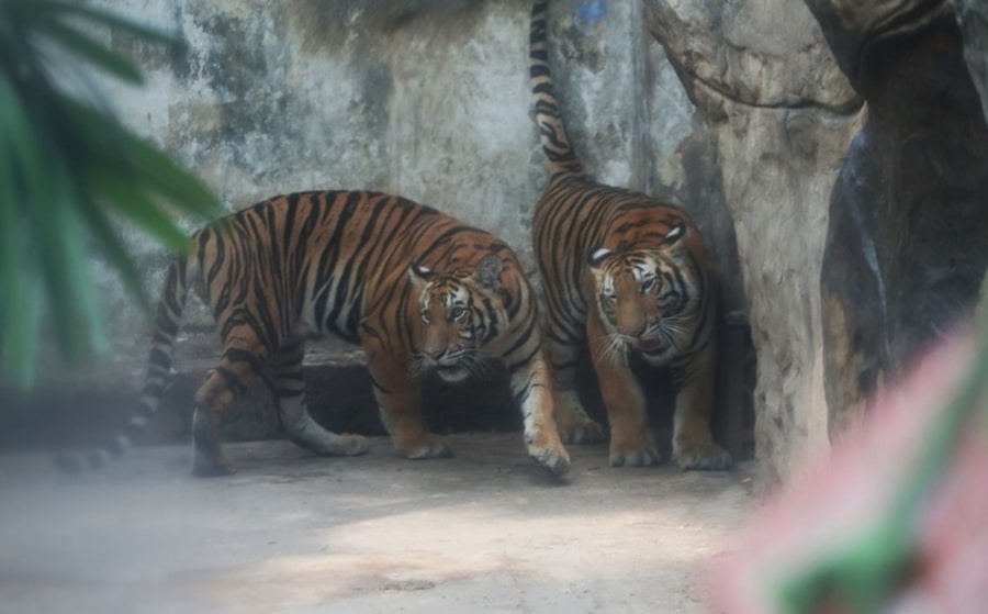 Observe Wildlife Up Close