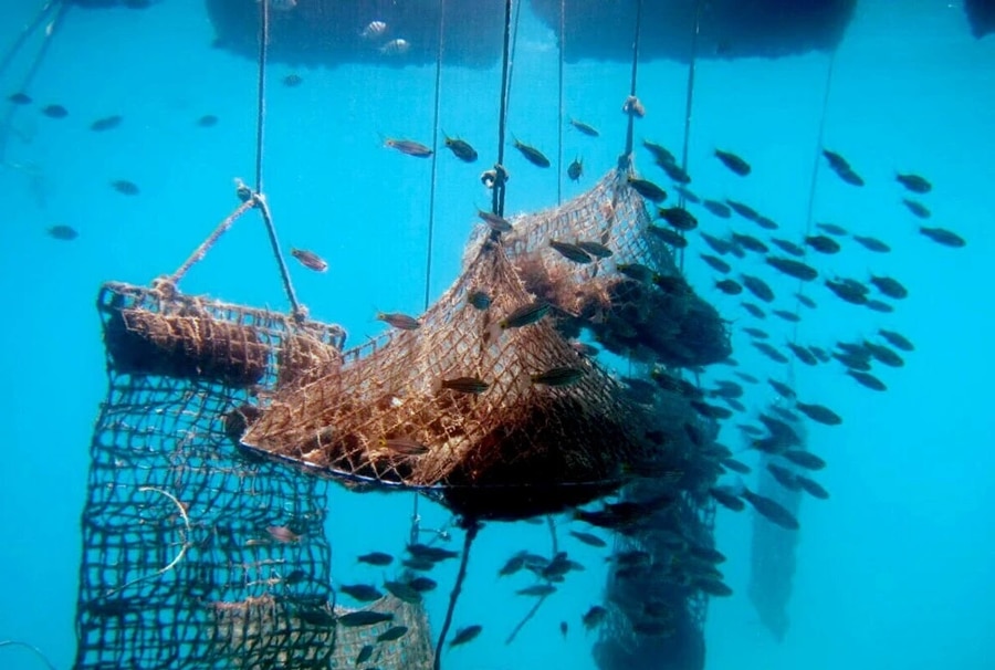 Oyster Farming And Demonstration Zone
