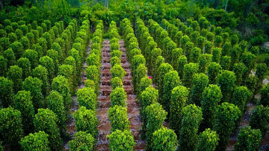 Pepper Farm Phu Quoc is a popular cultural attractio
