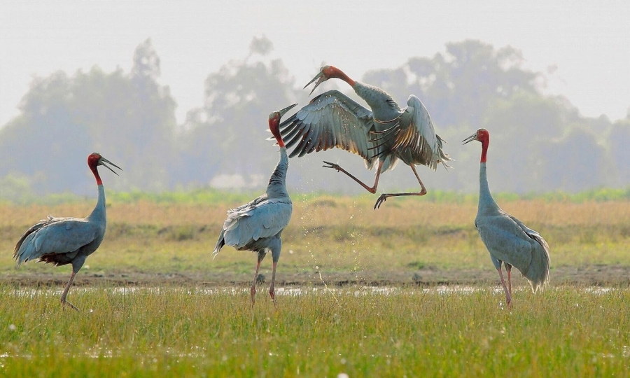 Red-Crowned Cranes In Their Natural Habitat