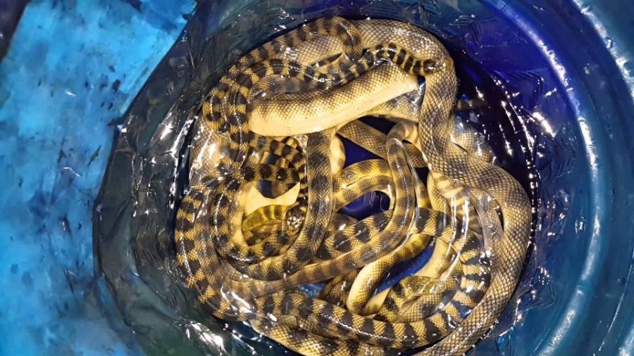 Sea Snake (Den Bien)