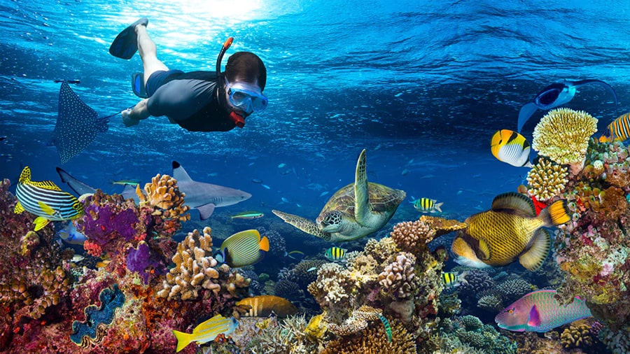 Snorkeling In Crystal-Clear Waters