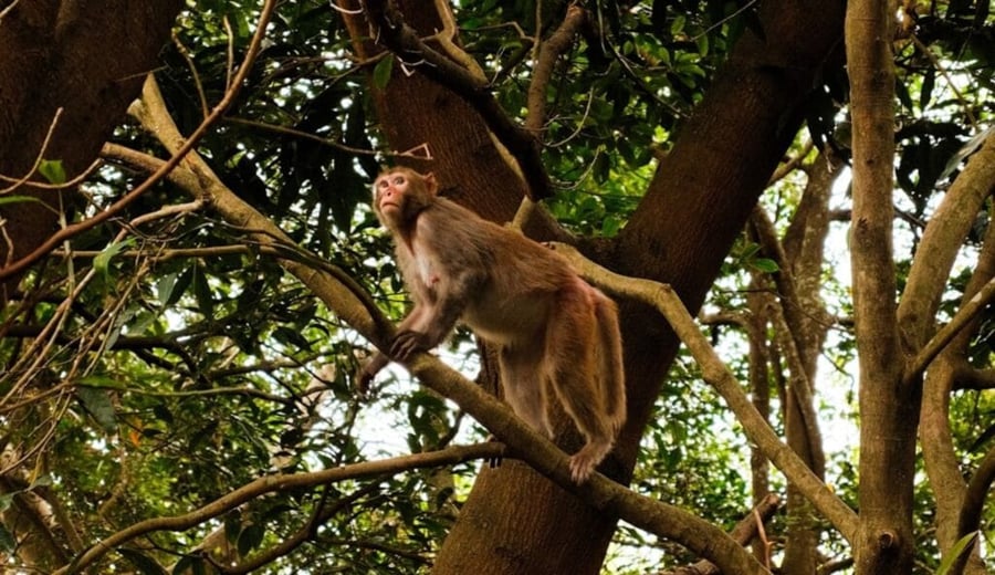 Spot Monkeys Along the Scenic Mountain Road