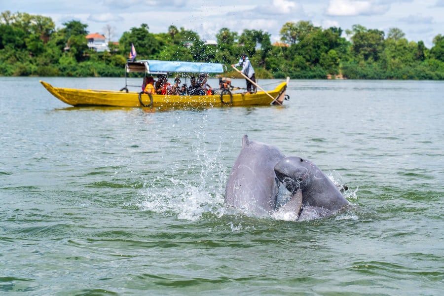 Spotting Irrawaddy Dolphins in Si Phan Don