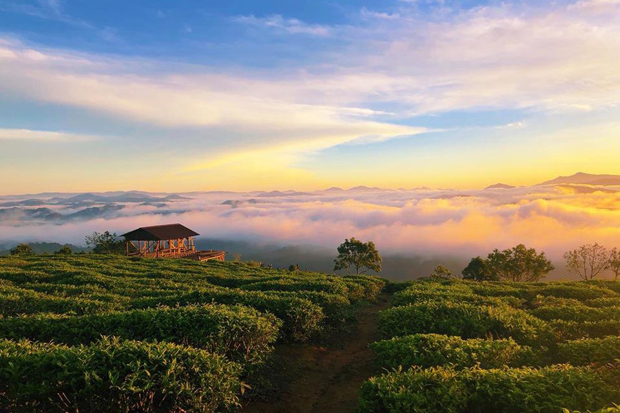 Sunrise and Cloud-Hunting Spot in Cau Dat Tea Hill