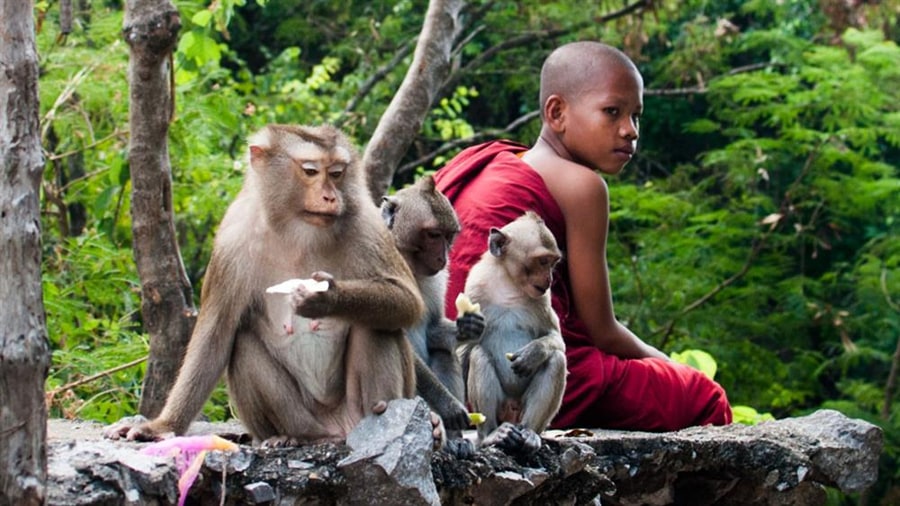 Take Pictures Of The Local Monkeys