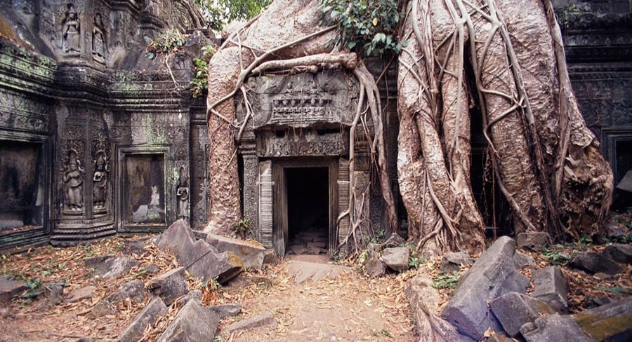Temple Intertwined with Huge Tree Roots