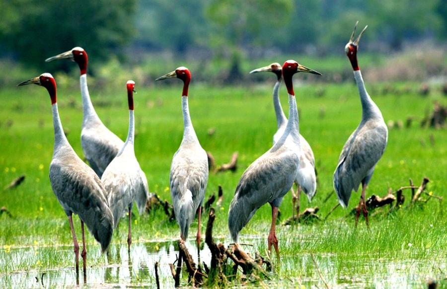 Tram Chim National Park is home to more than 230 bird species