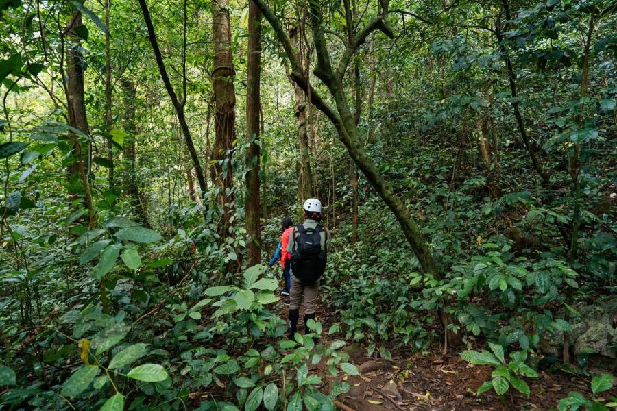 Trekking Through Pristine Jungle Trails