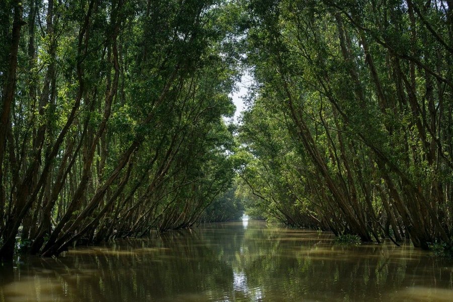 Vast Melaleuca Forests