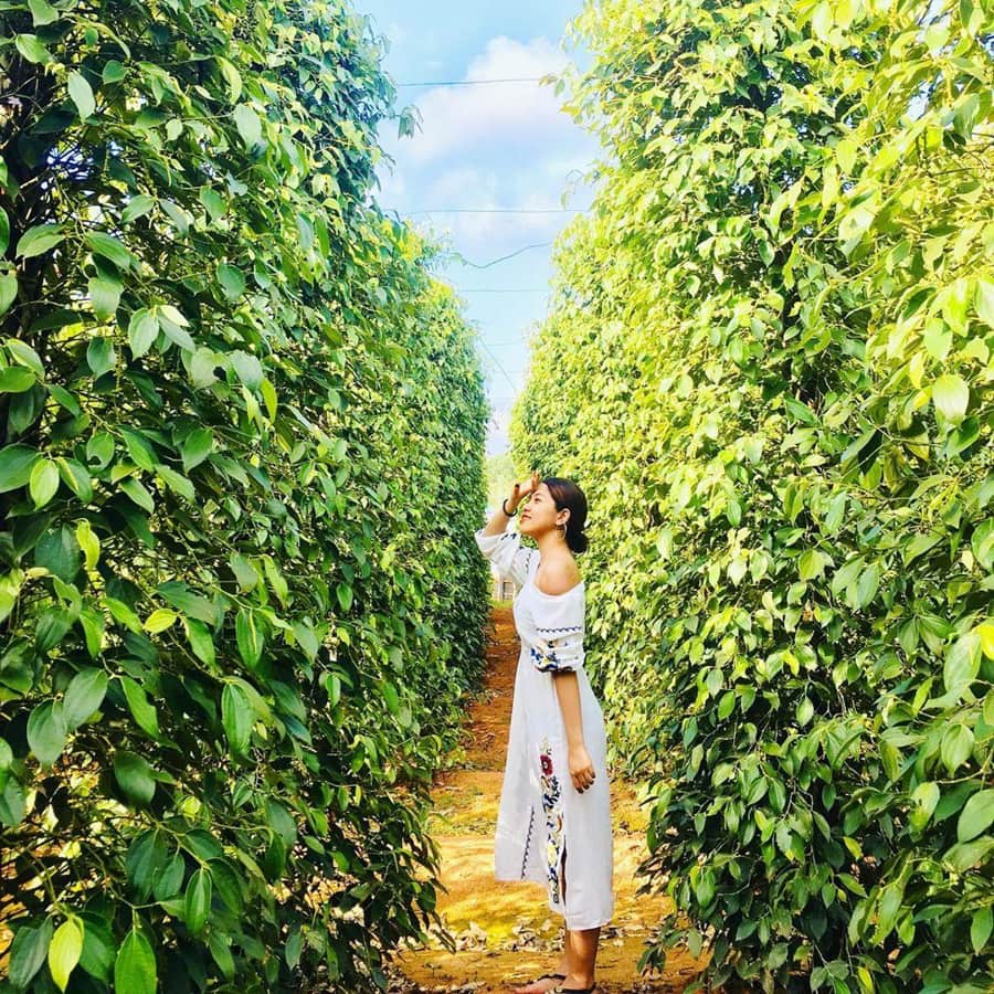 Walk Through Lush Pepper Gardens