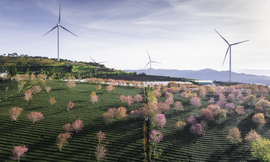 Wind Turbines Area in Cau Dat Tea Hill