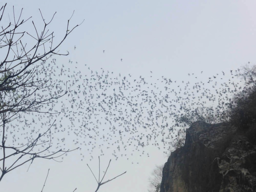 Witness The Evening Bat Exodus