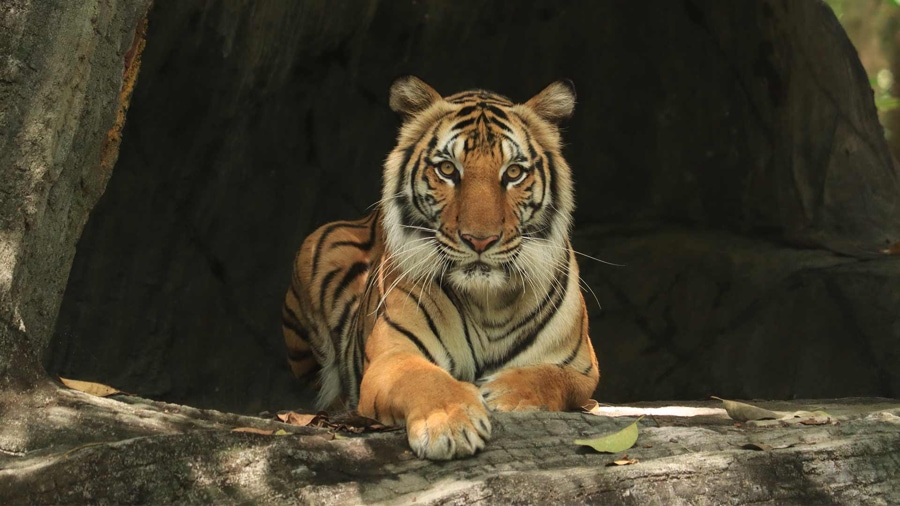 animal inside Phnom Tamao Wildlife Rescue Center