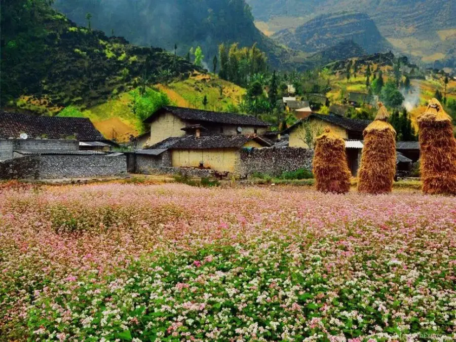 Sung La Valley Ha Giang A Blooming Wonderland In Vietnam