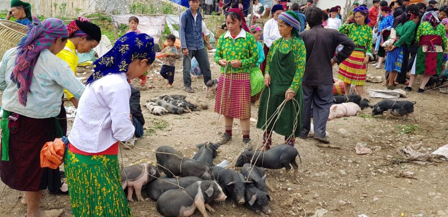 Livestock And Poultry Trading Area