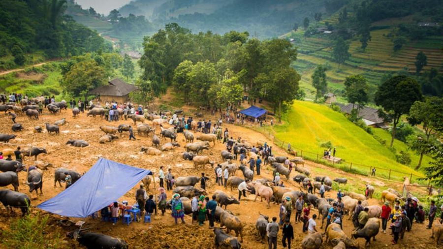  Lively Livestock Trading Area