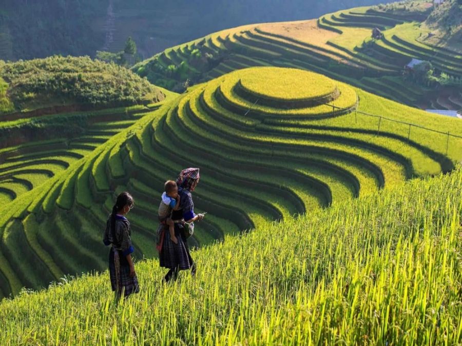  Check In At Terraced Rice Fields