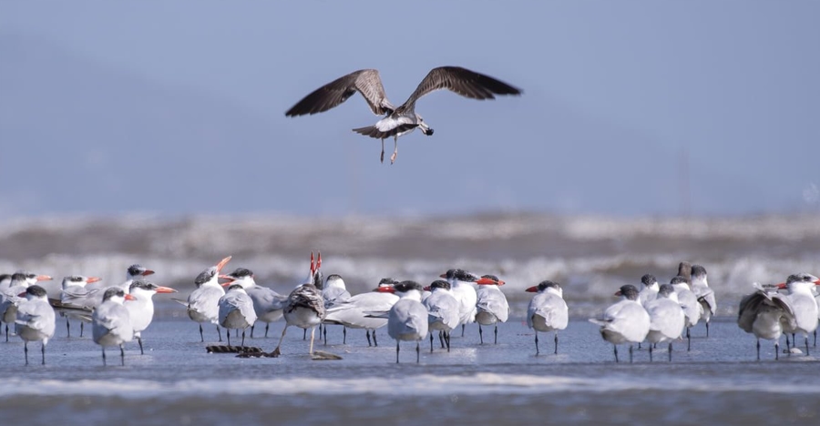 birds in Their Natural Habitat in Can Gio Mangrove Forest