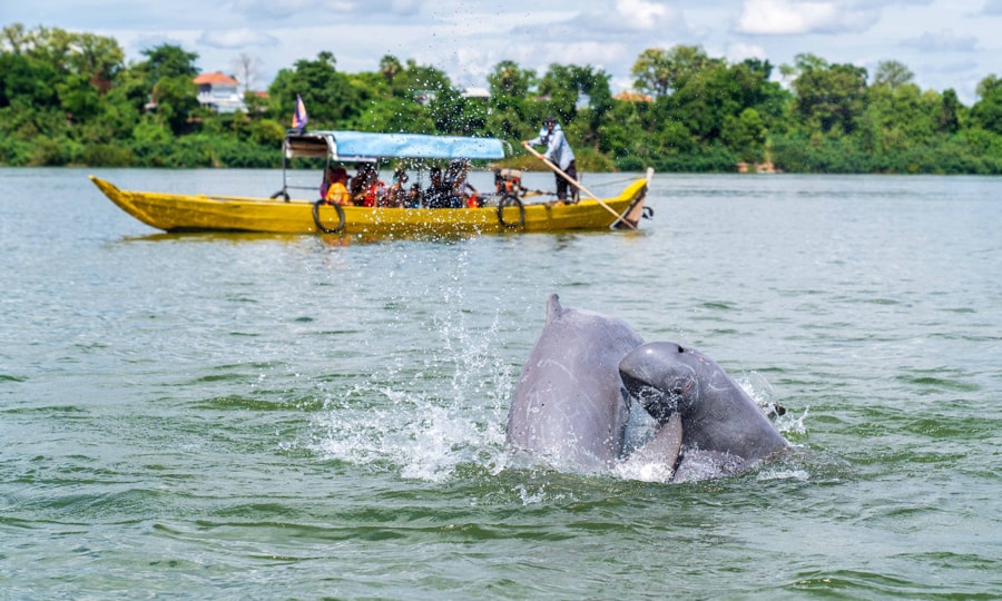 dolphins in kratie