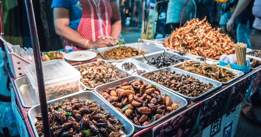 fried spiders and insects in skun town