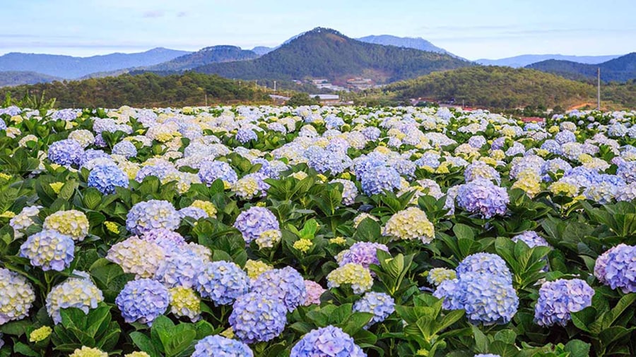 hydrangea blooming in van thanh flower village