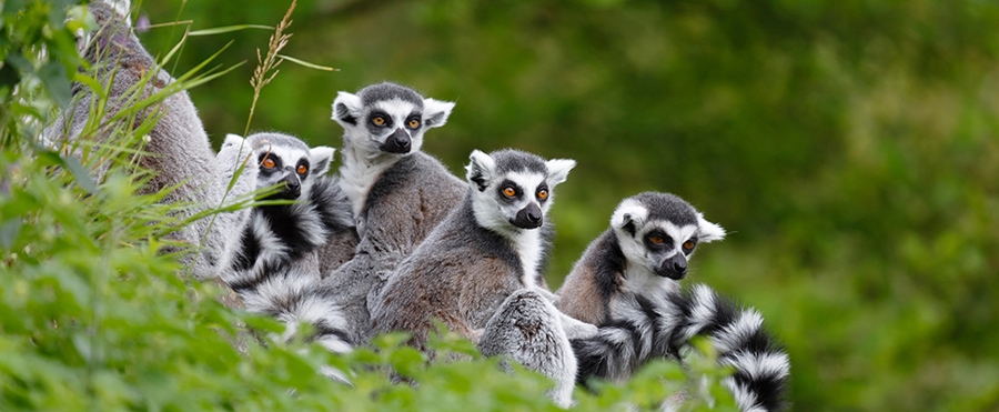 natural animals in phu quoc national park