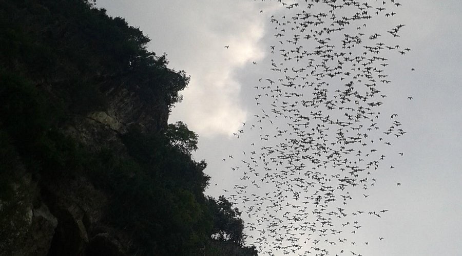 visit bat cave in battambang