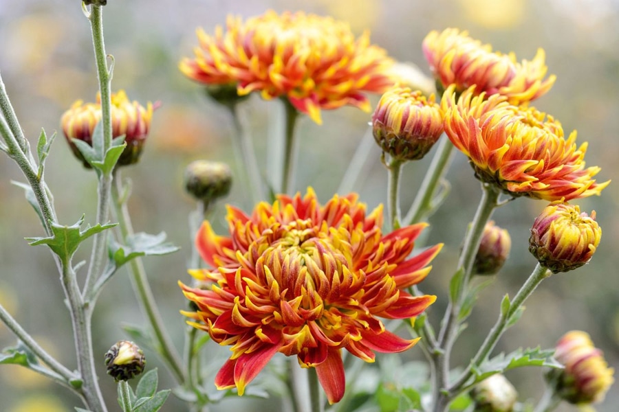 Chrysanthemum - Longevity and Respect