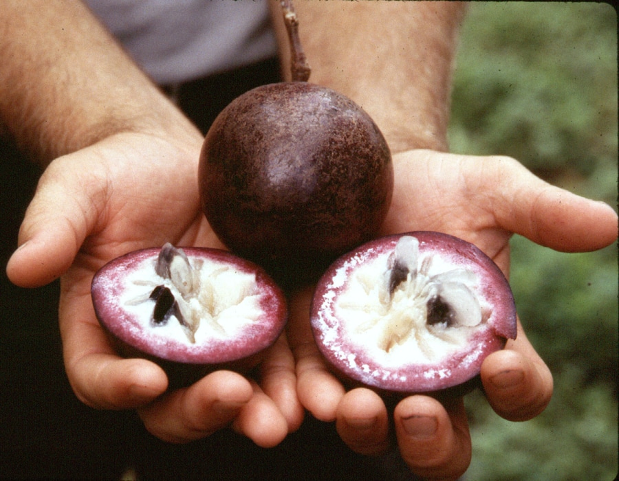 Star apple is especially favored