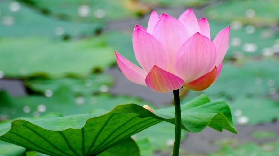 The National Flower of Vietnam - Lotus Flower