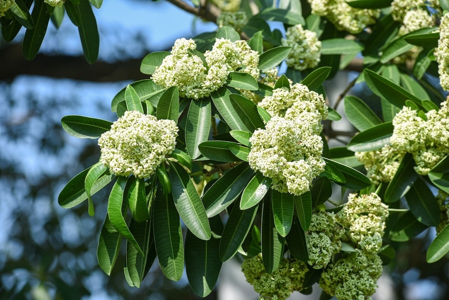milk flowers during the autumn season