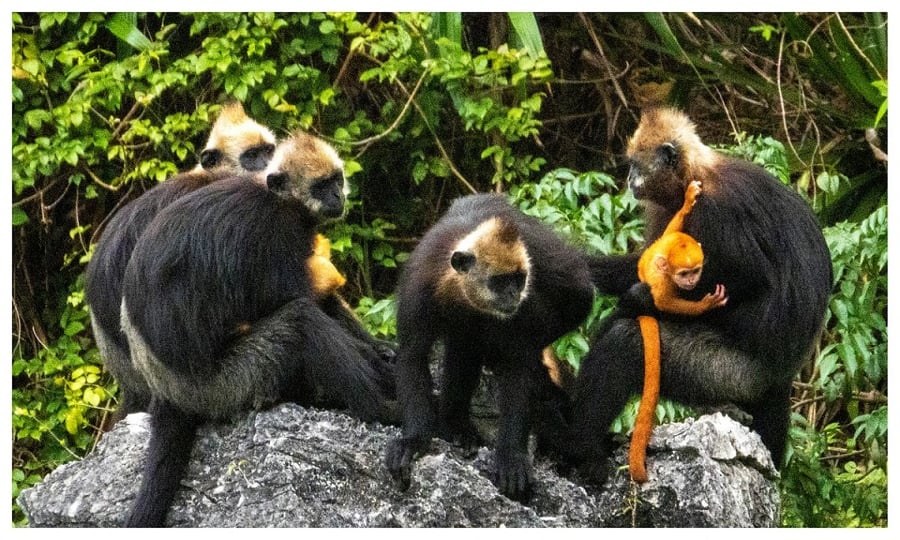 Cat Ba langur in cat ba national park