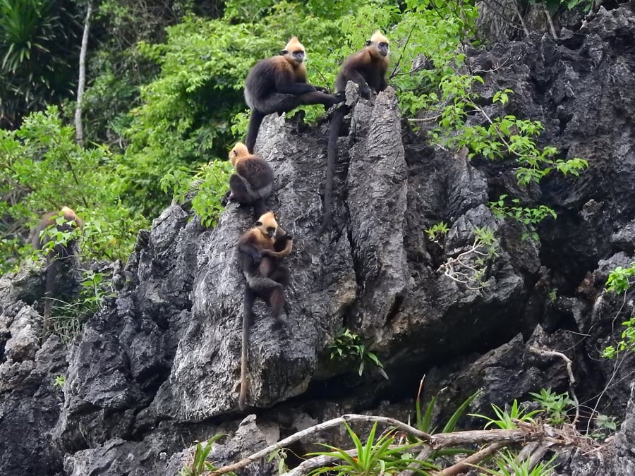Cat Ba langurs in cat ba national park.jpg