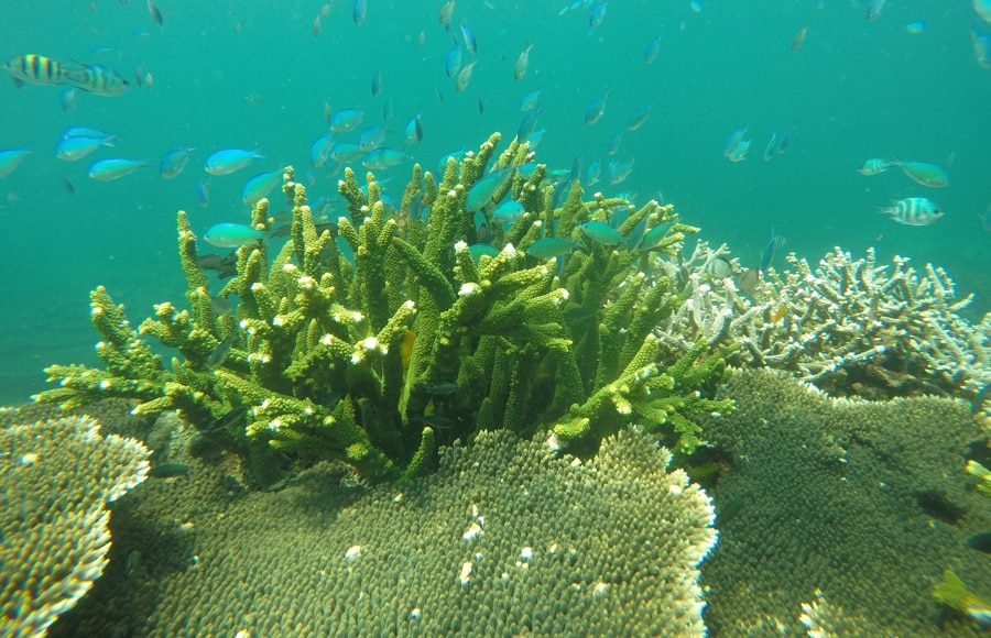 Coral Reef Conservation Areas