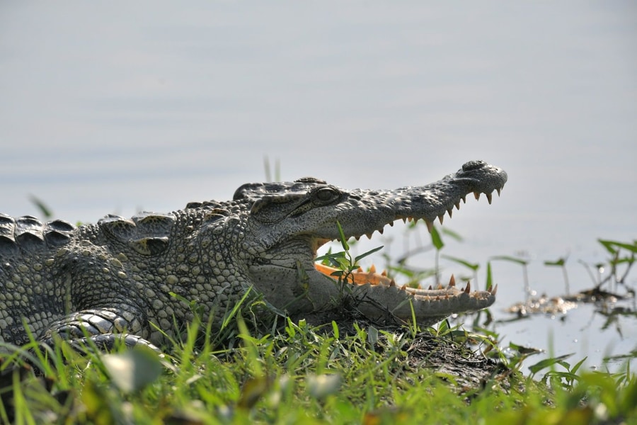Crocodile in Bau Sau (Crocodile Lake)