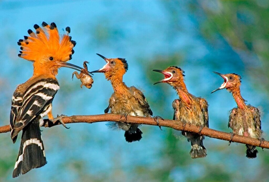 Enjoy Birdwatching And Wildlife Observation