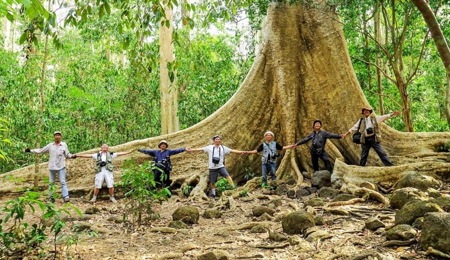 Giant Tree on the Nam Cat Tien Tropical Forest