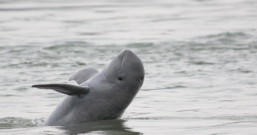 Irrawaddy Dolphins