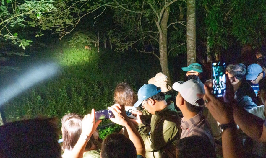 Join A Night Safari Adventure