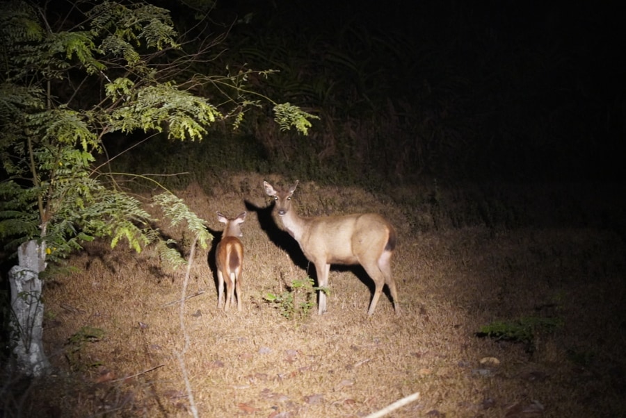 Night Safari in Cat Tien National Park