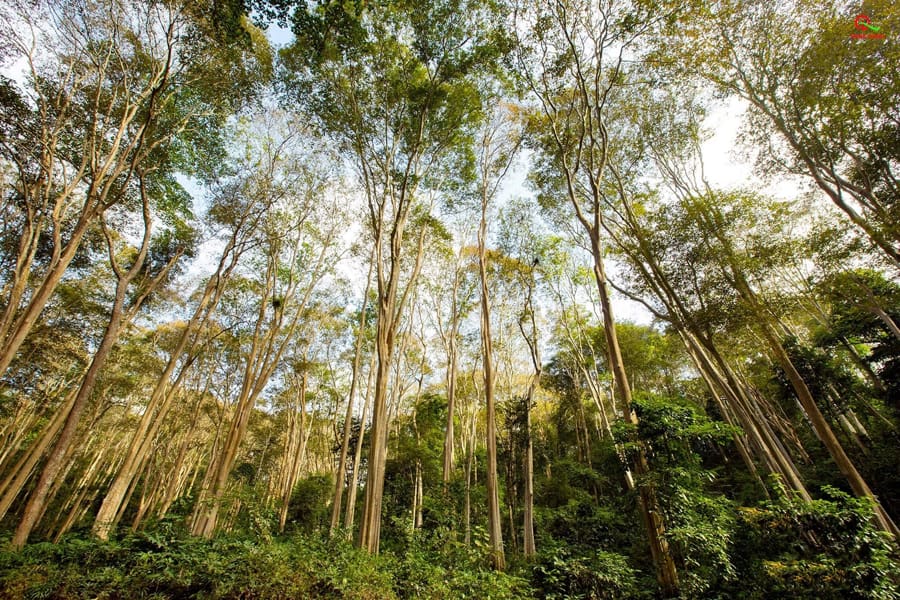 Primary Tropical Forest Trails
